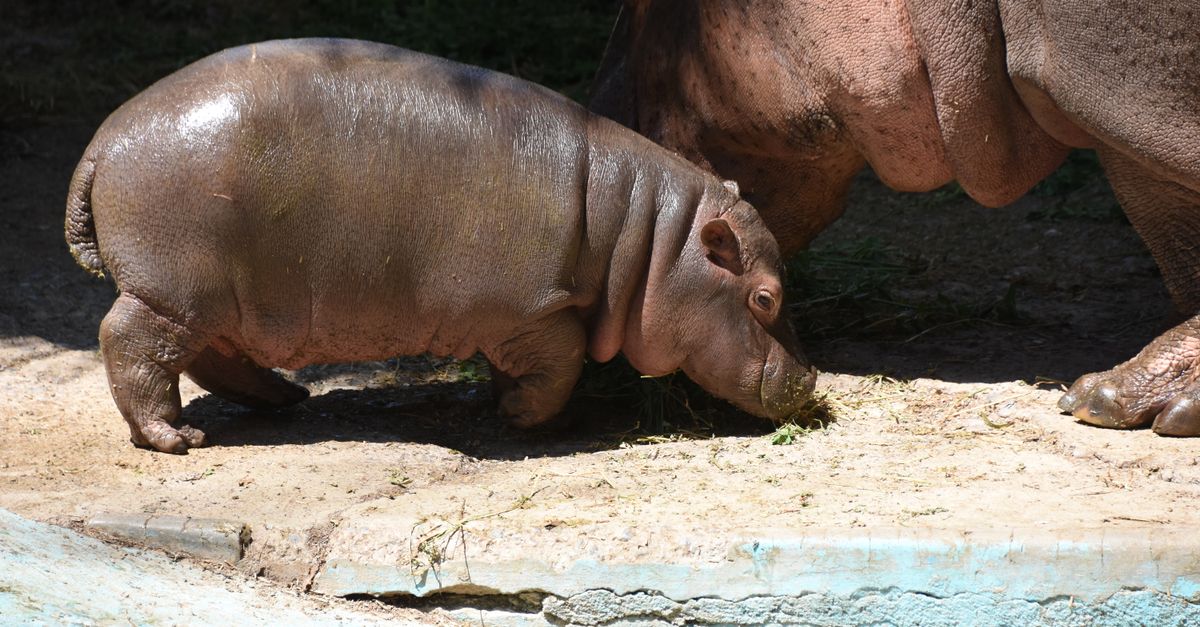 Toronto Zoo welcomes rare pygmy hippo calf