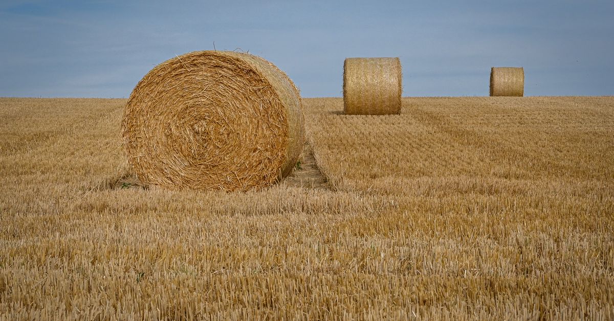 AI tells farmers exactly when to pick fruit