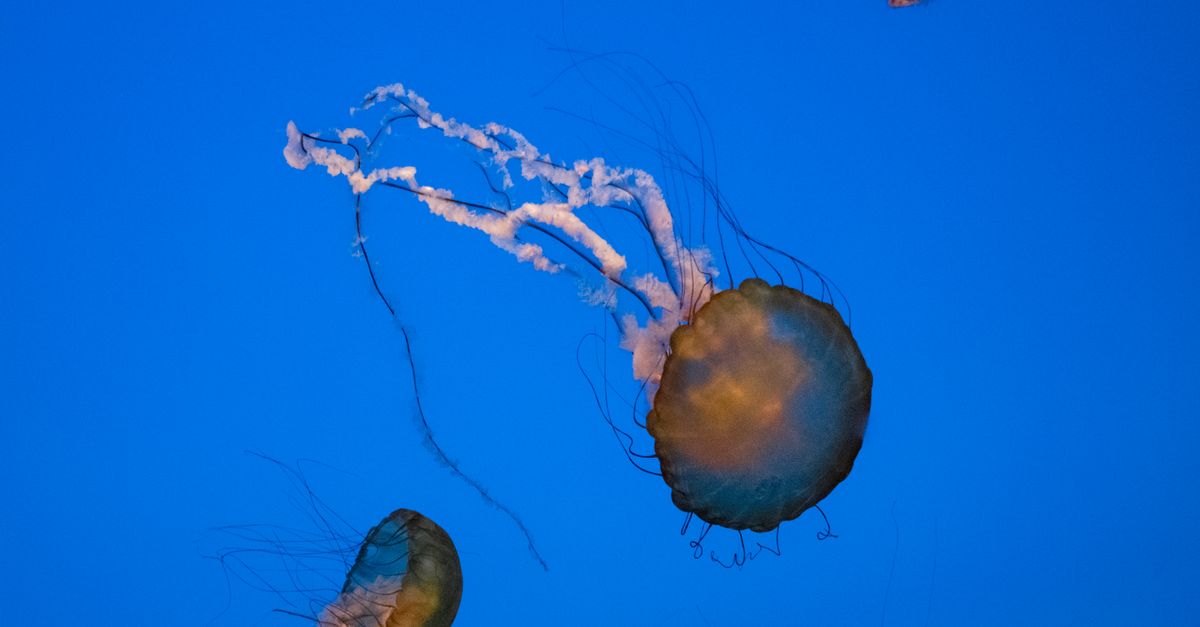 Filmmaker catches giant jellyfish with 40-foot tentacles on camera