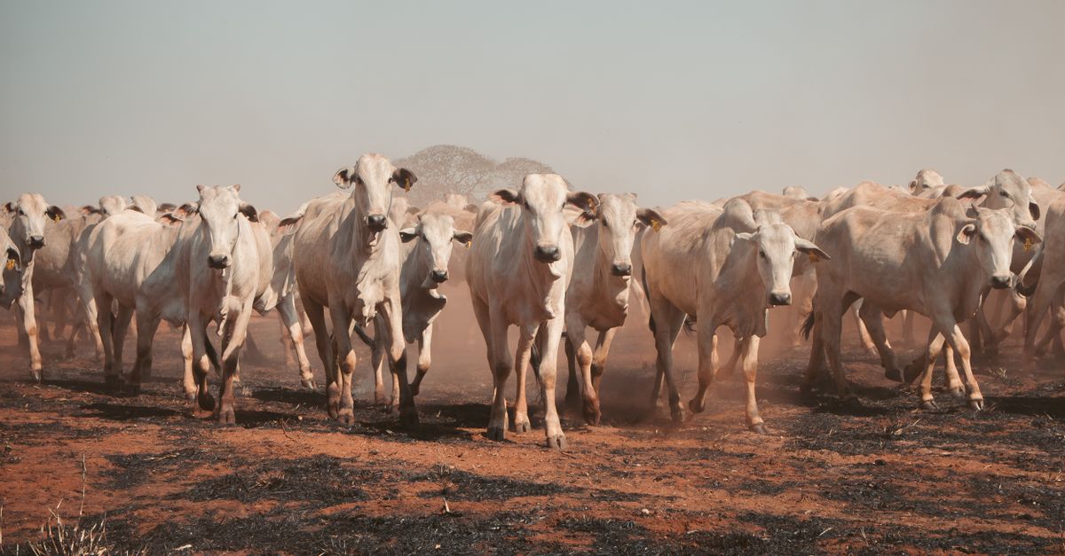 France lets cheese farmers break grass rules during drought