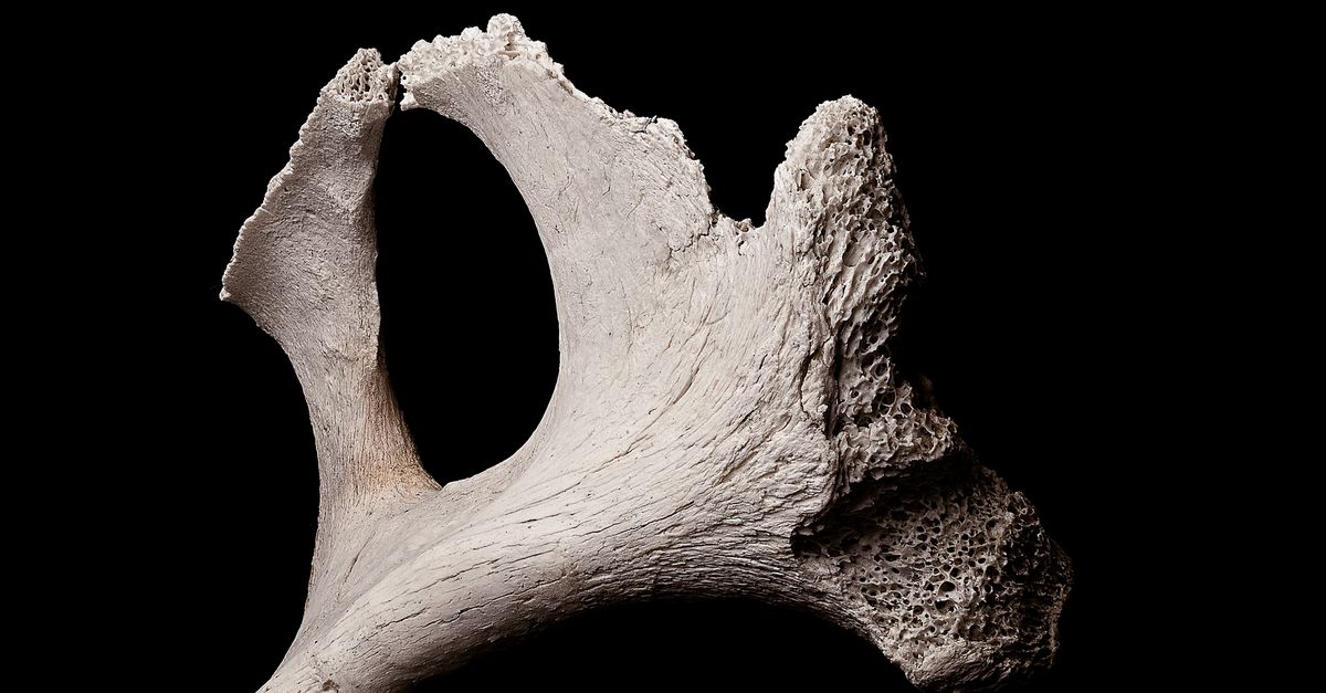 Boy finds Bronze Age dinner, not whale fossil