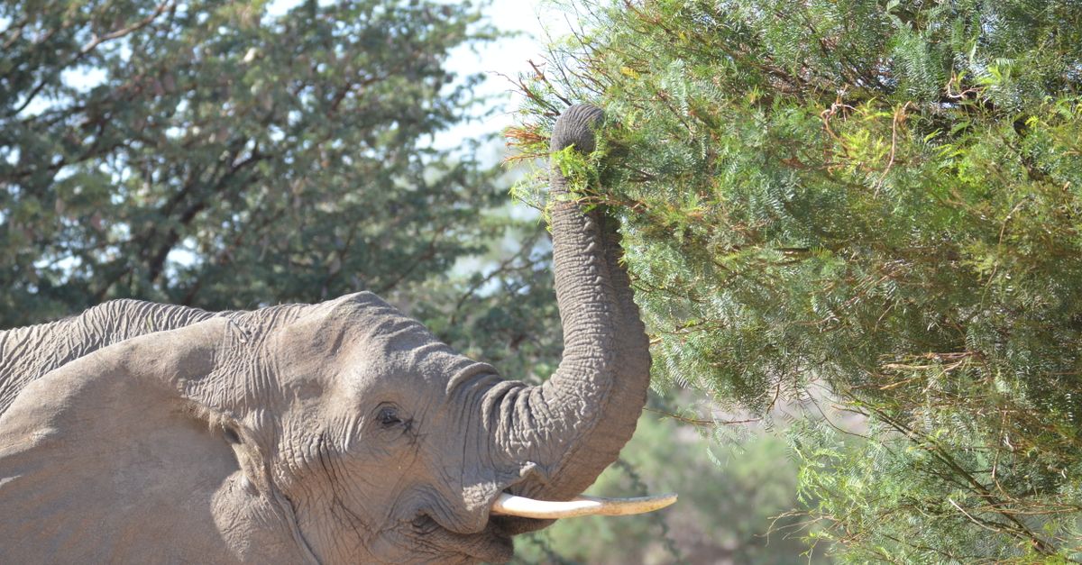 Elephants pick medicinal plants to heal themselves