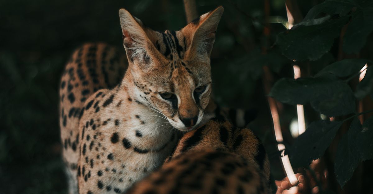 Scientists find hidden wildcat species in Bolivia with just one left