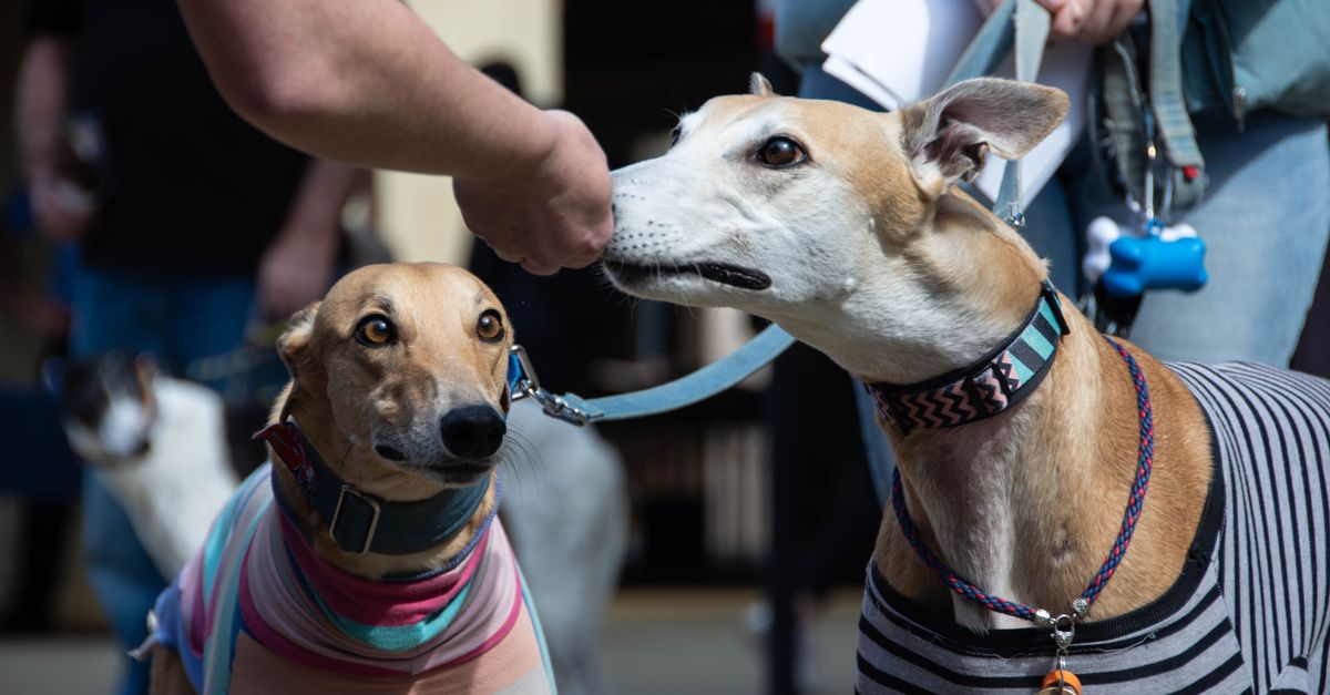 New Zealand bans greyhound racing, dogs fly to Australia
