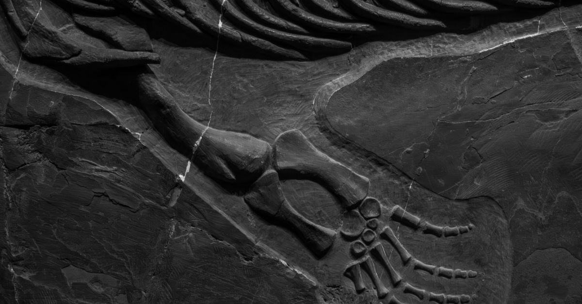 Fossil hunter Dorothea found unknown animals nobody had seen