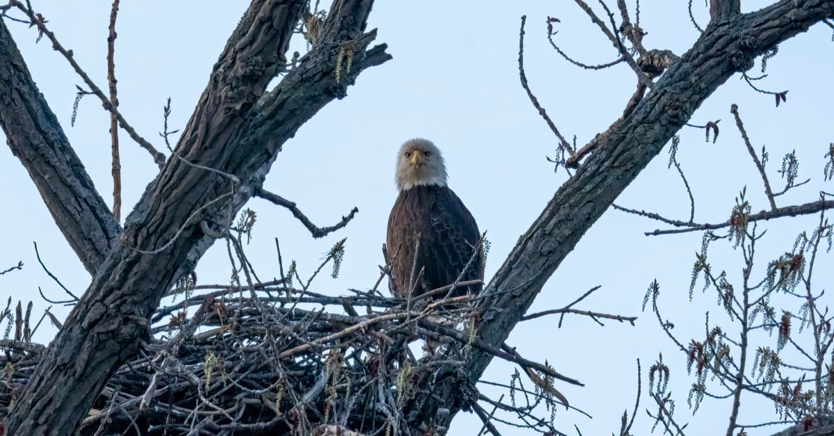 Internet eagle Jackie falls seriously ill
