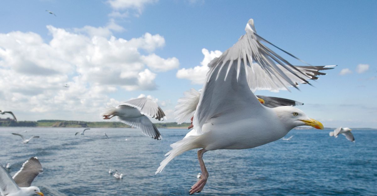 Scotland's first gull ranger fights to save their reputation