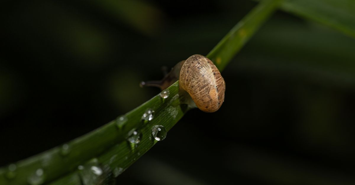 Tiny snail survives in only one UK lake