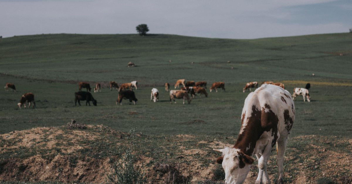 Northern Ireland farms earn over £1 billion in 2025