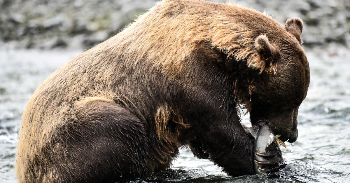 Record-breaking bear wins online weight competition