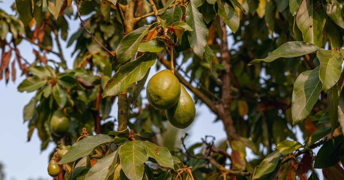 India's avocado farms grow as 'dog fruit' becomes breakfast favorite