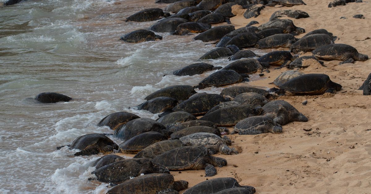 Thousands of sea turtles arrive at Mexican beach together