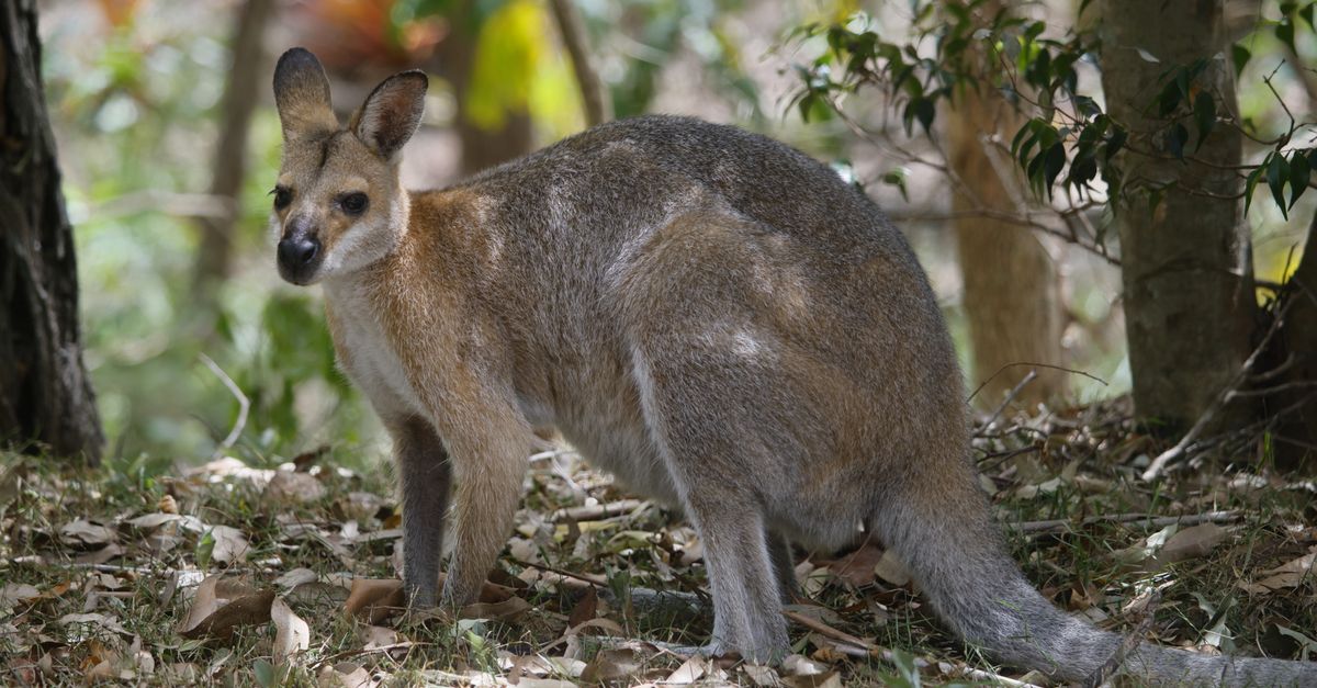 Man's jungle of wallabies and parrots must leave England