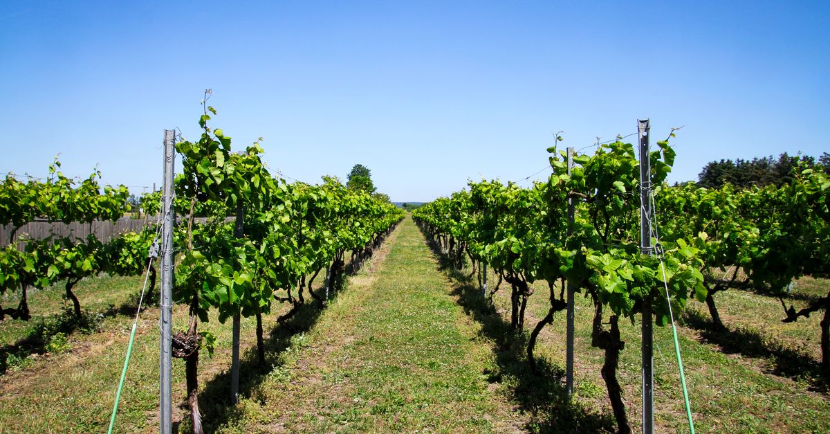 French heat wave makes champagne stronger than ever