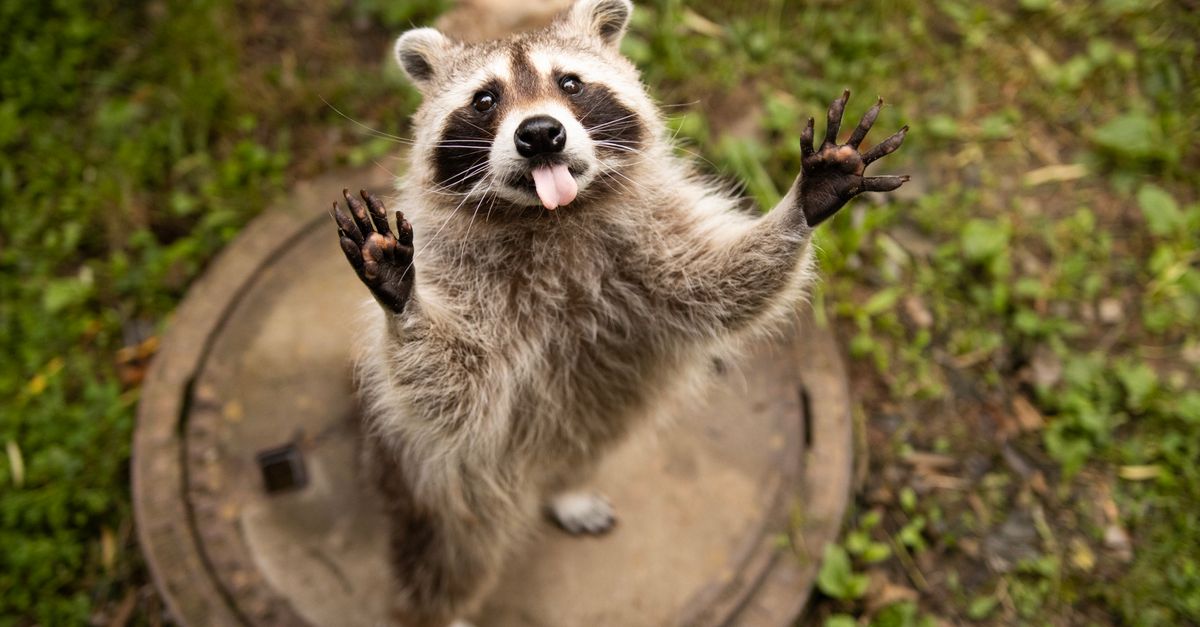 Jimothy the raccoon wins millions of hearts online